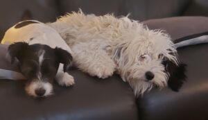 Two small dogs from Muddy Puddles Farm are lying close together on a dark sofa. One has short black and white fur, and the other has long, curly white fur with black ears. Both look relaxed and are resting their heads on the sofa.