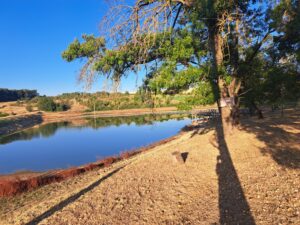 A peaceful lakeside scene in Kovachevets with clear blue sky, calm water reflecting trees, a dry grassy shore, and a large tree casting a long shadow—perfect for relaxing at a nearby guest house or farm stay.