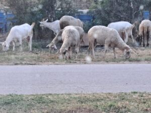 A group of sheep and goats graze on grass near a roadside at Muddy Puddles Farm in Kovachevets, with bushes and a blue fence in the background. The animals appear relaxed and are focussed on eating.