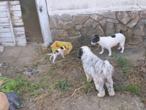 Three dogs stand outside a guest house near a stone wall and wooden door at Muddy Puddles Farm. A small black and white puppy sits by a yellow box, whilst two larger dogs watch. The ground is covered with grass and debris.