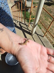 A small lizard rests on a person's outstretched hand outdoors near steps and a metal handrail at Muddy Puddles Farm, with sunlight casting shadows on the ground.