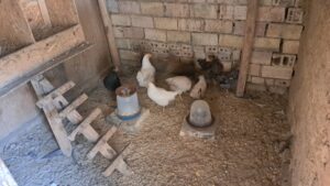 Several chickens, including white and black ones, are inside a dusty chicken coop with brick walls at Muddy Puddles Farm. Two feeders—one with water and one with food—and a wooden perch are on the left side of this charming farm stay.