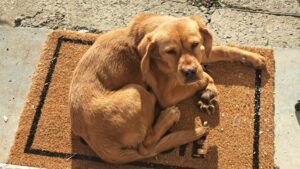 A golden-brown dog is curled up, resting on a rectangular doormat outside a guest house in Kovachevets. The dog looks up with a calm expression, sunlight shining on its fur, adding charm to this inviting farm stay setting.