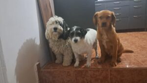 Three dogs sit on a tiled step indoors at a cosy Kovachevets guest house; the left dog is fluffy and white with black ears, the middle is small with short white and black fur, and the right dog is brown with short fur. Kitchen cupboards are in the background.