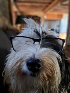 A fluffy black and white dog is wearing large black-rimmed glasses, sitting indoors on a dark sofa at Muddy Puddles Farm guest house, with a blurred wooden ceiling and walls in the background in Kovachevets.