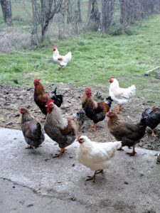 A group of chickens with varying colours, including brown, black, and white, roam a concrete path and grassy area near the Muddy Puddles Farm guest house in Kovachevets, beside a wire fence and leafless trees.