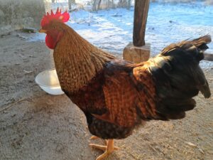 A brown and black cockerel with a red comb stands on sandy ground outdoors near a white bowl at a Kovachevets farm stay. Snow and a fence can be seen in the background, adding to the rustic charm of this guest house setting.