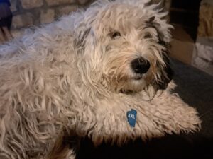 A fluffy white and grey dog with curly fur lies on a dark surface at Muddy Puddles Farm. Wearing a blue XXL tag, the dog rests its head and looks calmly at the camera, with stone walls of the guest house in Kovachevets visible behind.