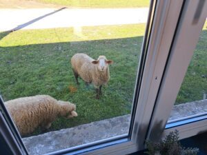 Two sheep on green grass outside the Muddy Puddles Farm guest house window; one gazes up while the other grazes. Part of the window frame and sill is visible in the foreground, capturing a peaceful farm stay moment.