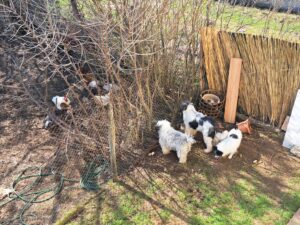 Three small dogs stand by a wire fence at Muddy Puddles Farm, watching chickens and a cockerel in a dirt yard. Leafless bushes, a garden hose, and a bamboo privacy screen near stacked plant pots add charm to the farm stay scene.