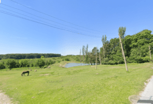 Wide grassy field at Muddy Puddles Farm in Kovachevets, with a few grazing horses, scattered trees, a small pond, and clear blue sky. Power lines cross the scene near a wooded background and the charming guest house.